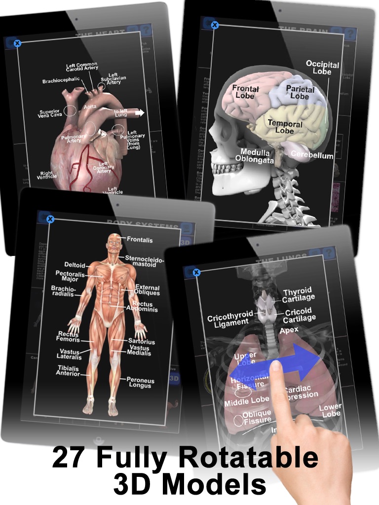 Anatomy 3D: Organs screenshot 3