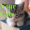 Your Cats