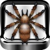 Attack Spider HD - the interactive Tarantula