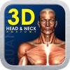 3D Head and Neck Anatomy