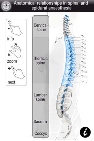 Spinal Vademecum(圖2)-速報App