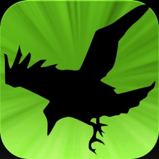 Activities of Raven Toll