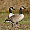 Geese - Great Sounds Flocking to Ur Phone