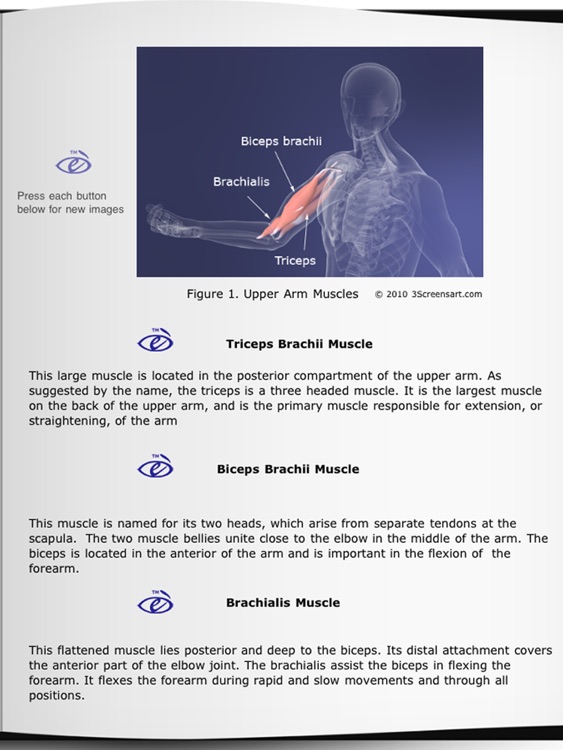 myArm Muscles