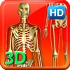3D Human Skeleton HD