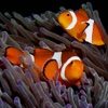 Aquarium Fish Tap Puzzles - for iPad
