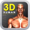 3D Human Anatomy