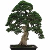 Bonsai Tree