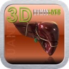 3D Human Liver