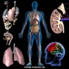 Human Anatomy Lite