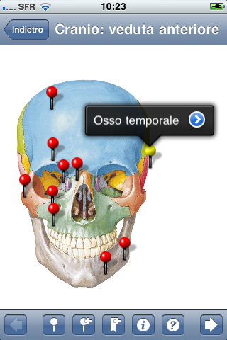 Netter Flashcards: Testa e Collo LITE screenshot 2