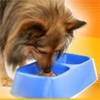 Dieting Your Dog - More Years Together with Proper Nutrition