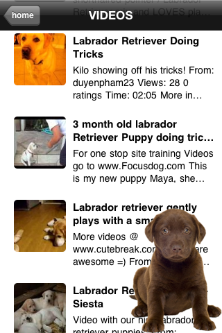 Labs - Labrador Retriever Fun screenshot 4