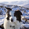 Amazing Border Collies Tap Puzzles - free edition