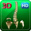 3D Human Vertebral Column HD