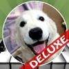 Dog Piano Deluxe