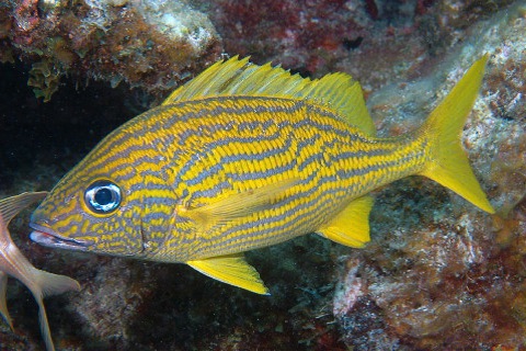 Reef Fish Florida and Caribbean