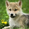 Wolf Puppies