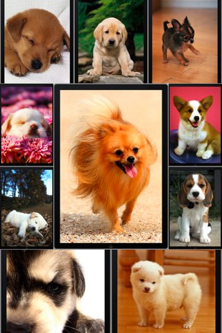 Dog pics - show your dogs and see what the worl... screenshot 3