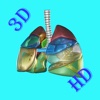 3D Medical Human Lungs HD