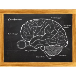 Cerebrum - Das Quiz