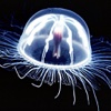 Jellyfish Wallpaper Plus+