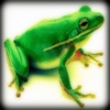 Frog - Amphibian Sounds That You Control