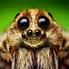 Bugs! - Incredible Macro Photography by Thomas Shahan