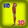 3D Human Leg Muscle Pro