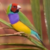 BEAUTIFUL EXOTIC BIRDS – Photographs of Tropical Birds and Other Exotic Birds