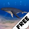Humpback Whale Free
