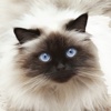 Himalayan Cat