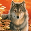 Mr. Wolf`