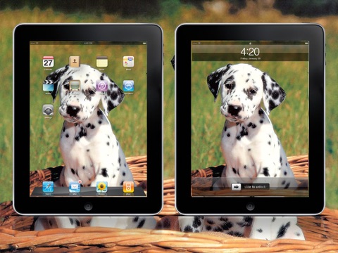 Cool Dog Wallpapers HD Lite screenshot 2