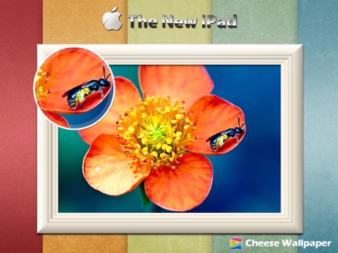 Cheese HD Wallpapers for The new iPad screenshot 2