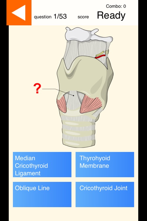 Anatomy Skills - Respiratory System