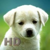 Dogs Encyclopedia HD