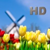 Flowers Collection HD