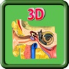 3D Human Ear_HD