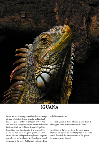 Reptile Magazine screenshot 2