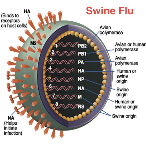 Swine Flu H1N1 icon