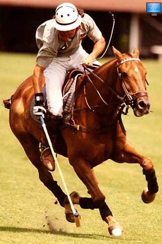 Lovely Horses