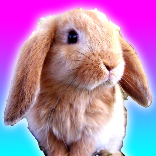 Talking Bunny for iPhone iOS App