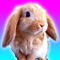 Talking Bunny for iPhone