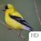 The Backyard Birds of America app contains 115 identification guides of birds found in America