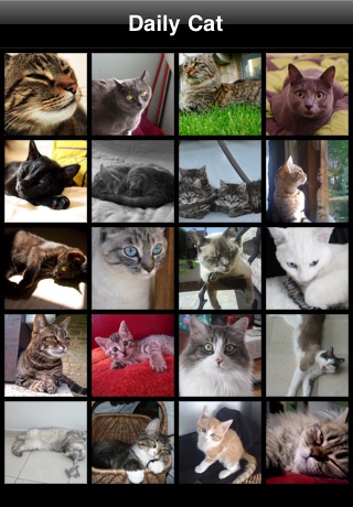 Bonjour Le Chat screenshot 3