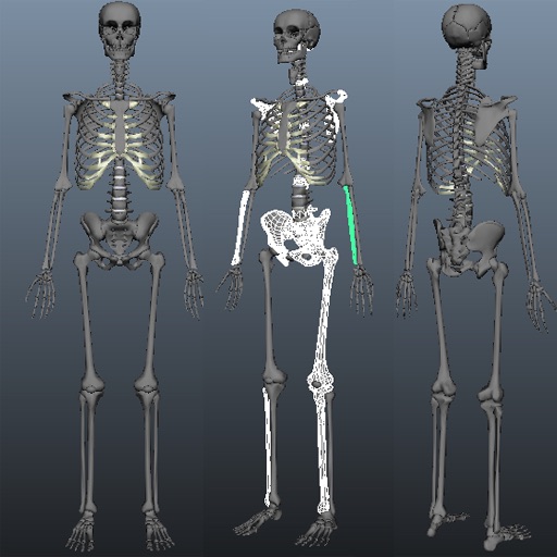 3D Human Anatomy Skeletons