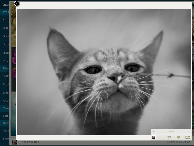 TumbleOn HD - Photo viewer for Tumblr images.