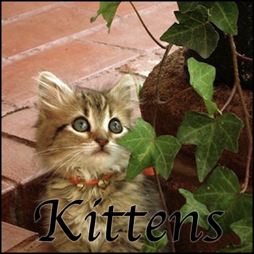 Cutest Cats & Kittens icon