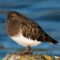 The Birds of Canada app contains 222 identification guides of birds found in Canada